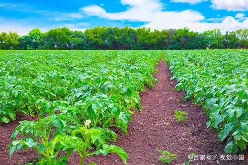 馬鈴薯常見病蟲害防治全攻略 掌握要點(diǎn)綜合防控，助力健康增產(chǎn)